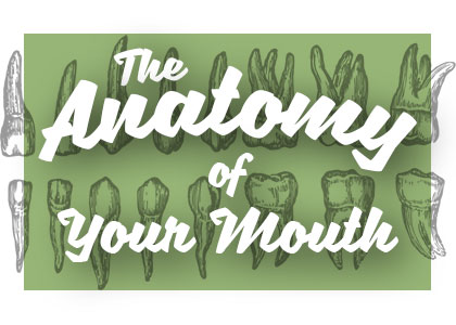 Houston dentist, Dr. Meghna Dassani at Dassani Dentistry shares all about the anatomy of your mouth and how it works together for your benefit.